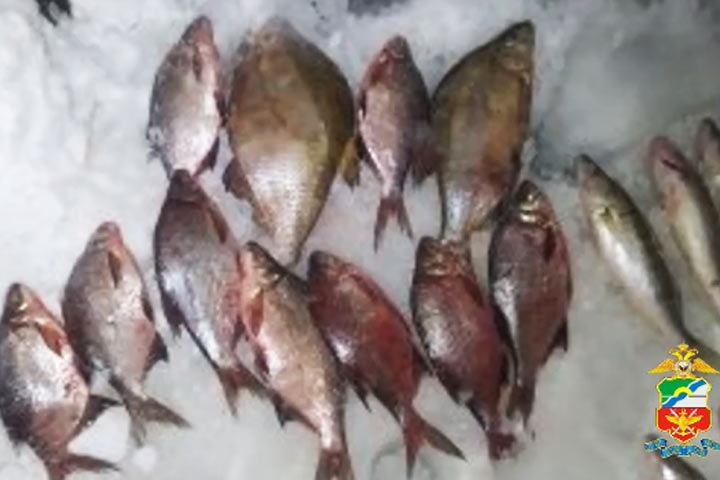  Уголовное дело заведено за незаконный промысел рыбы 
