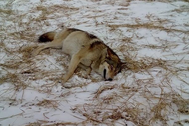 В Хакасии за добытого волка охотников ждет вознаграждение  