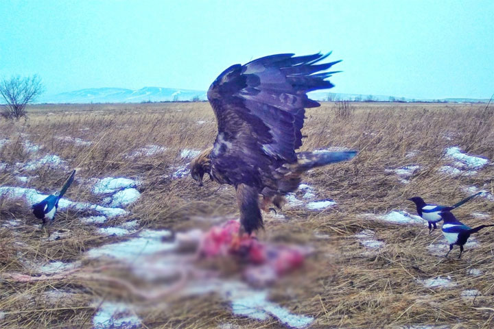 В Хакасии трапеза беркутов попала в объектив фотоловушки 