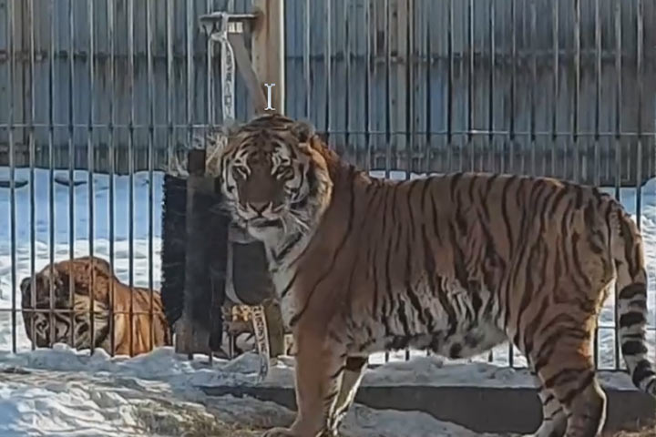 В Абакане реакцию тигра на необычную еду показали на видео