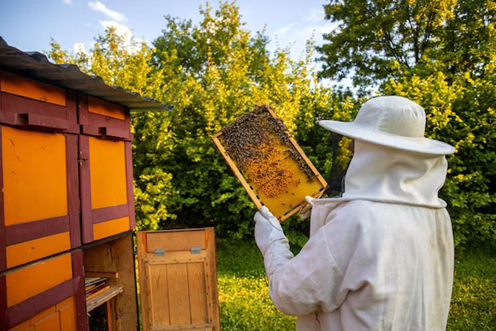 В Хакасии пчеловодам упростят порядок медосбора для собственнных нужд