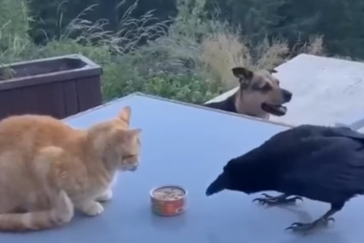 Умный ворон прикармливает собаку на видео