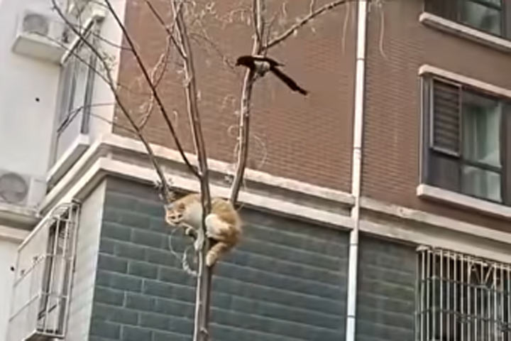 На видео сорока помогла коту спуститься с дерева