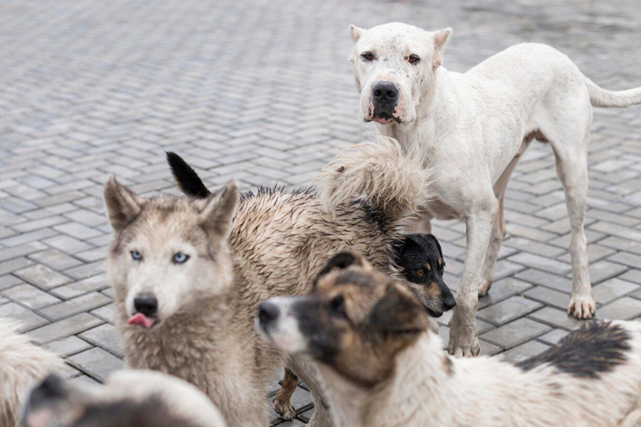 Как Томская область и Тува решают проблему бродячих собак