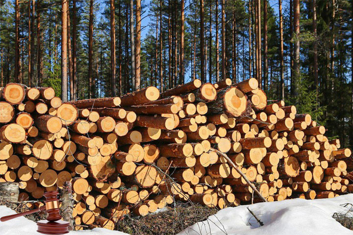  Матвиенко поможет жителям Хакасии с лесосеками для заготовки древесины 