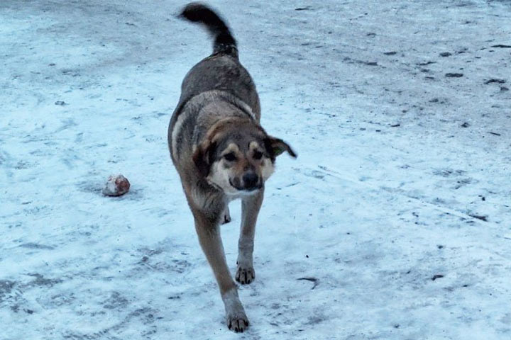 Лед тронулся: в Хакасии агрессивным собакам пригрозили эвтаназией