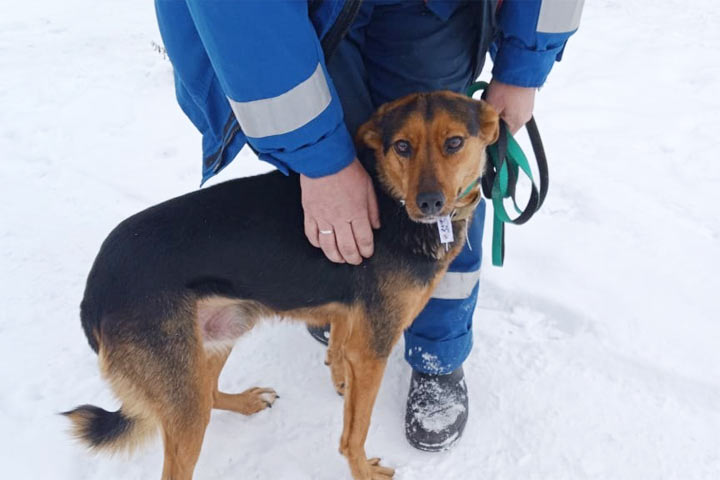 Жители Хакасии с нарушениями зрения получили собак-поводырей