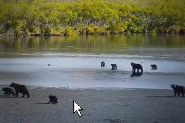 Мамы-медведицы вывели свой молодняк поиграть у воды