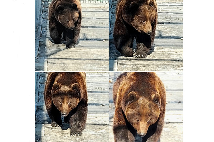 Бурый медведь в Абакане очень быстрый и проворный