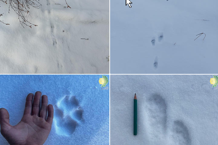 В Хакасии по зимним маршрутам нашли следы волков и не только