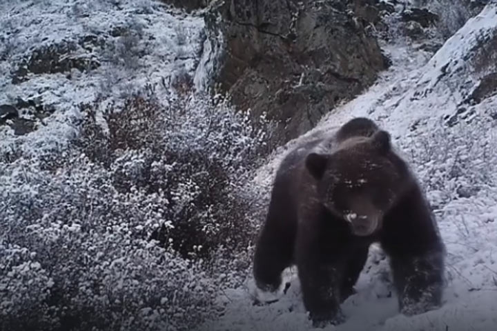 Туристам из Хакасии -  медведи проснулись