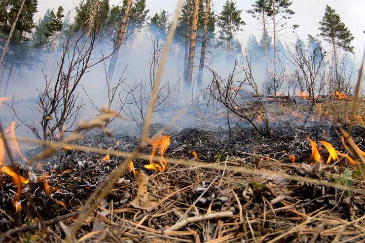 Первый в этом году лесной пожар ликвидирован в Хакасии