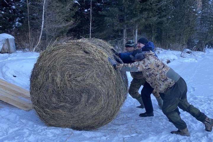 Хакасской отшельнице Лыковой завезли 700 кг сена