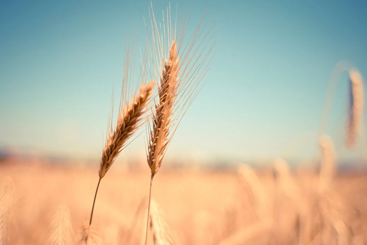 Хакасское зерно и продовольственная проблема