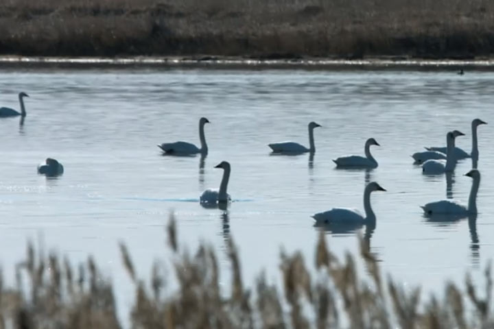  Лебеди прилетели на озеро Бугаево в Хакасию