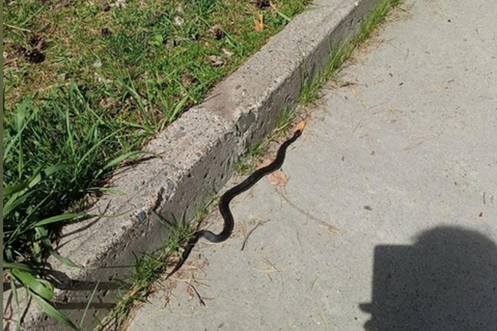 Змеи попались на дороге в Черемушках