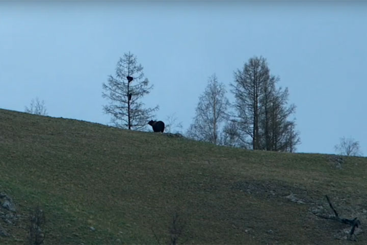 В Хакасии засняли медведицу с непоседливыми медвежатами