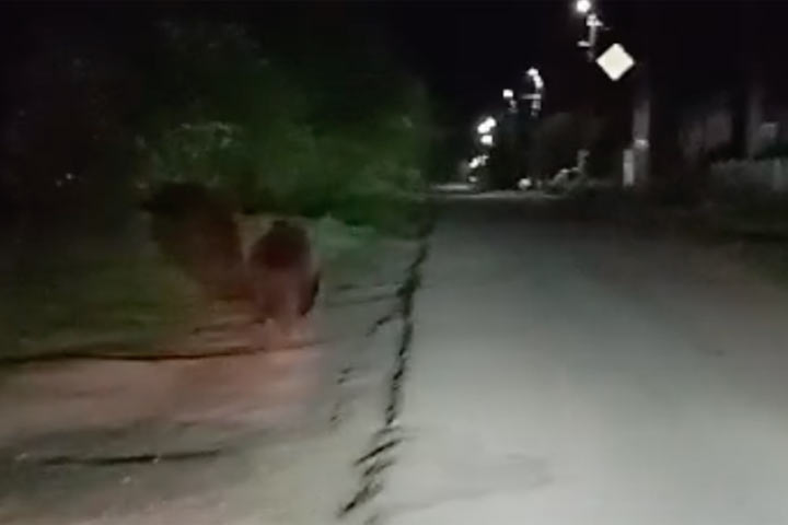 Медведь бегал по улицам села