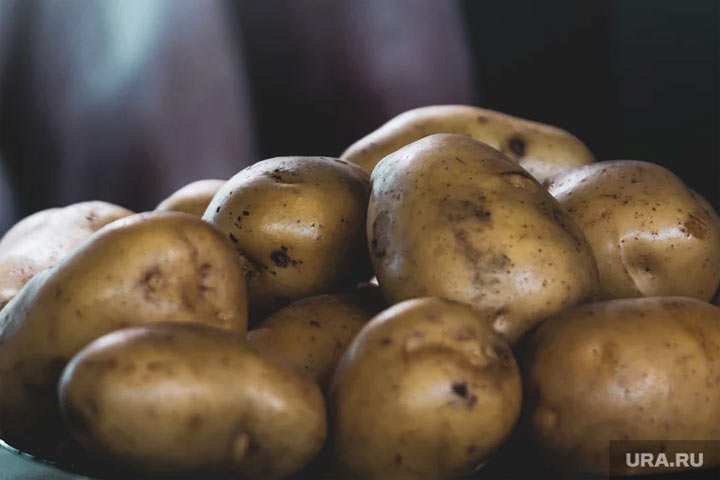 Посадка картофеля в 2024 году: когда и как сажать, чтобы получить большой урожай