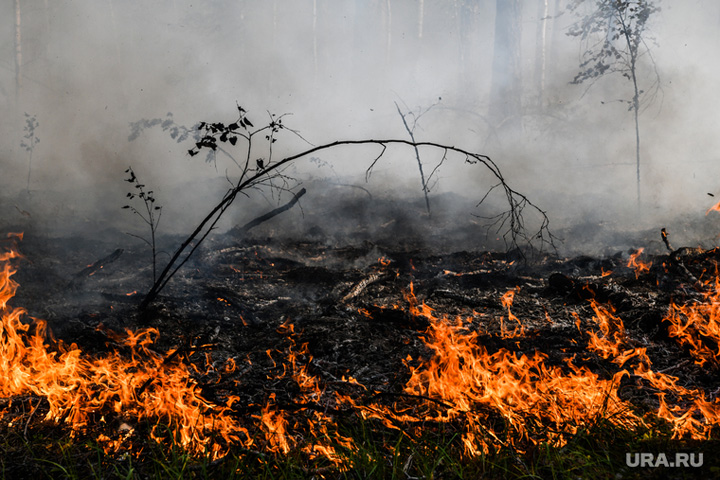 В Красноярском крае сгорели 20 дач из-за природного пожара. Введен режим ЧС