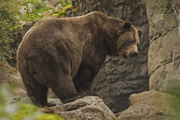 Медвежонок снес забор Академии биатлона