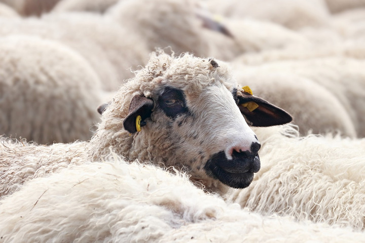 В Хакасии 800 овец все же удалось спасти