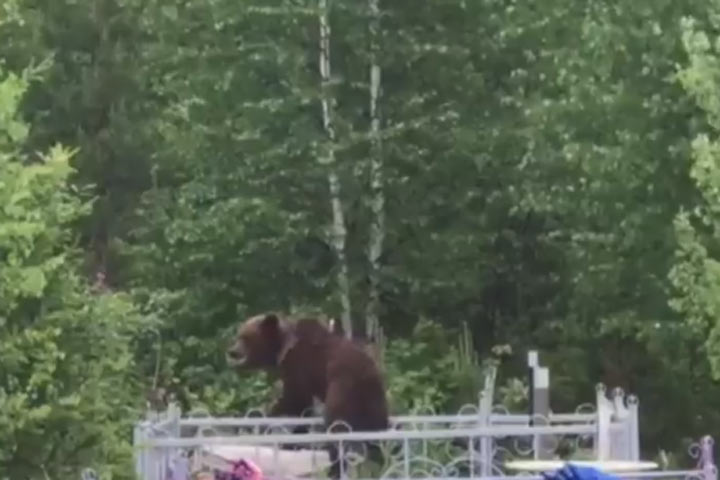 Медведи пять раз за выходные вышли к населенным пунктам