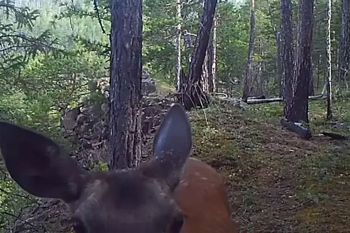 Самка оленя испугалась фотоловушки в заповеднике 