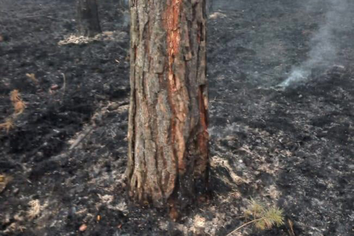 В лесу Хакасии произошел грозовой пожар