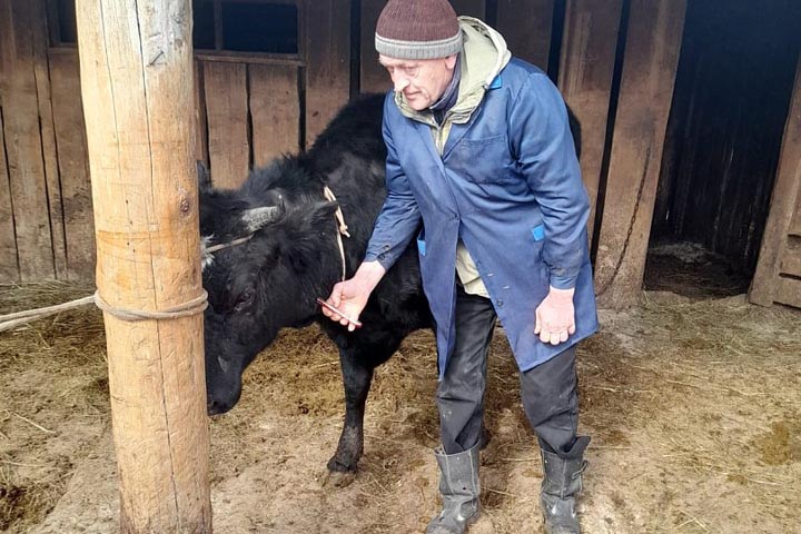 В Хакасии почти все фермеры, кроме нарушителей, получили компенсацию за уничтоженный из-за ЗУДа скот 