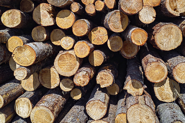 Минлес Хакасии разъяснил как не попасть на штраф при заготовке древесины 