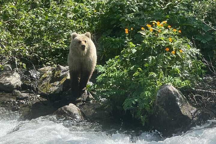Медведь вышел к туристам в Хакасии