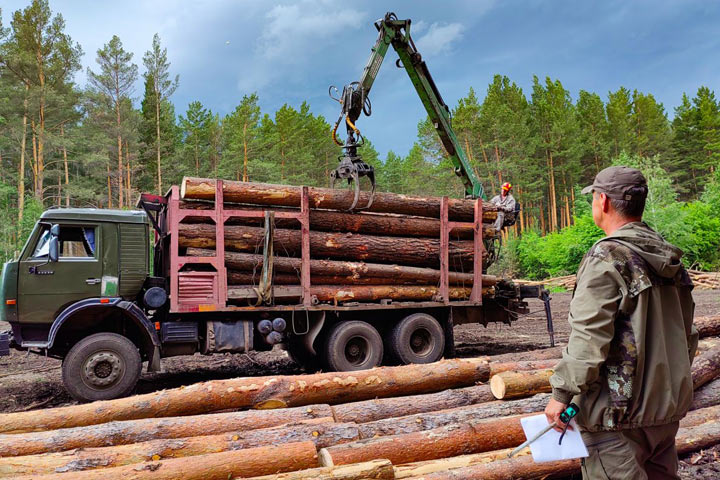 Аукцион по заготовке деловой древесины: на торги выставлено 6 участков в Хакасии