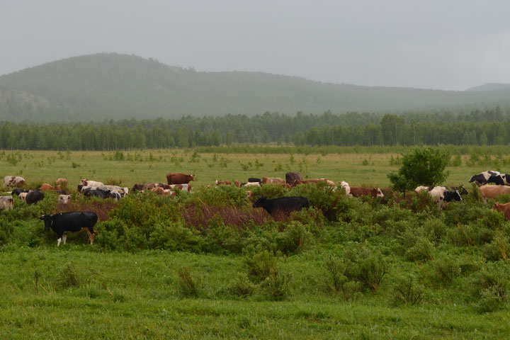 В Хакасии всех сельскохозяйственных животных поставят на электронный учет