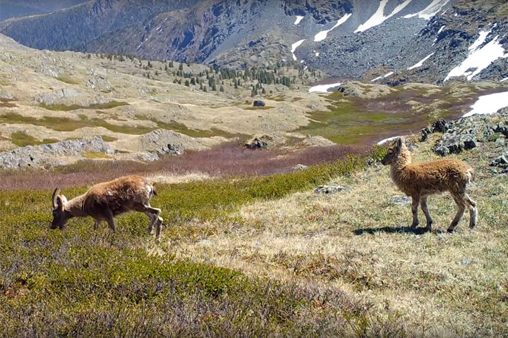 Группировка сибирского горного козла попала на камеру в Хакасии