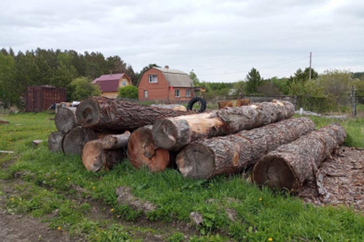 Черный лесоруб уничтожил лес на 2 миллиона рублей  