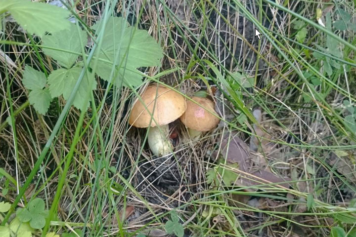 В Минусинском районе сейчас грибной бум 