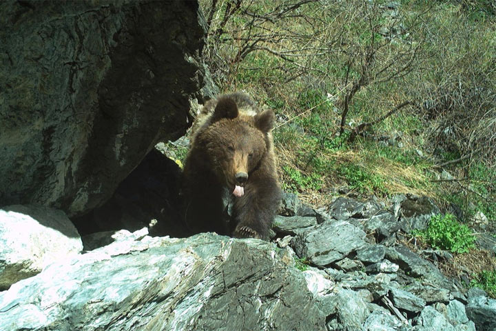 Медведь показал язык