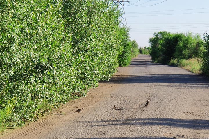 В Хакасии автовладелица взыскала с садового общества компенсацию за упавшее дерево
