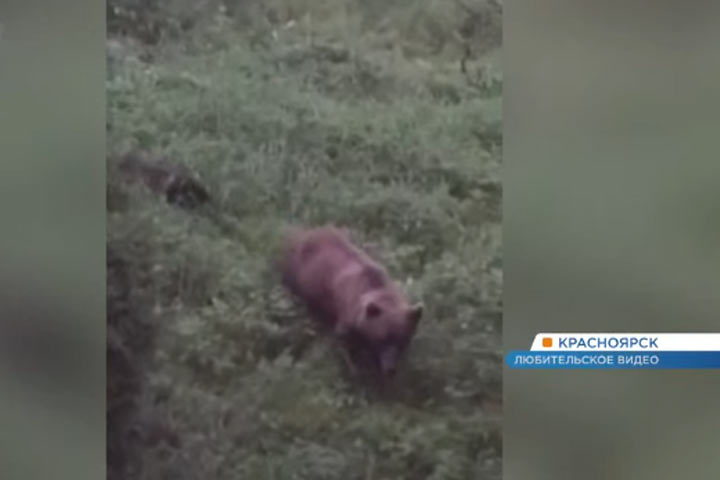 В дачном обществе полицейские застрелили агрессивную медведицу 