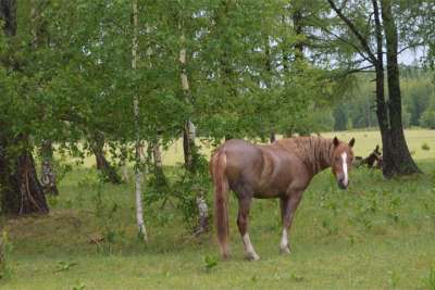 Красноярский край