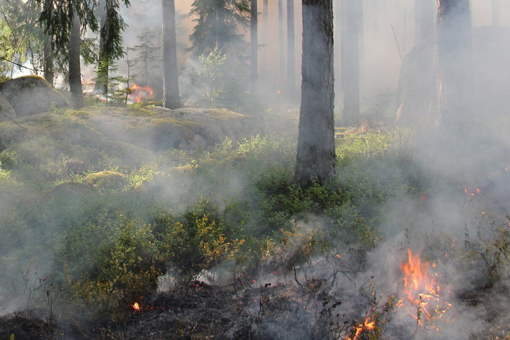 Первый пожар в лесу зафиксирован в Хакасии