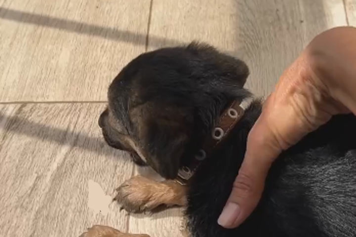 В Абакане спасли щенка, запертого на балконе без воды