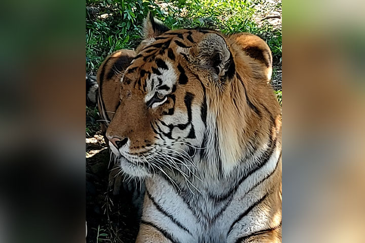 День тигра: что известно о полосатых кошках в Абакане