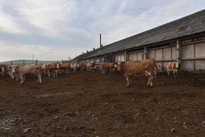 Зарубежным аграриям приглянулись высокоудойные хакасские коровы