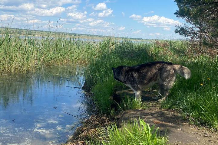 В Боградском районе некому ловить бродяжек