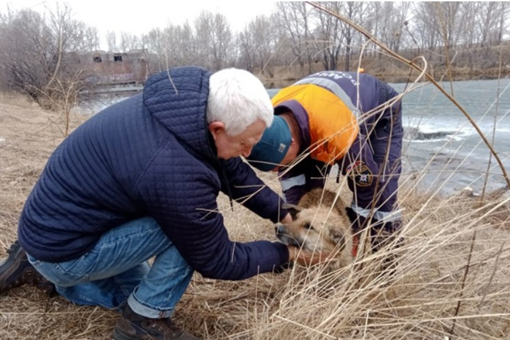 В Абакане спасатели МЧС России спасли провалившуюся под лед собаку