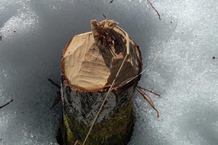 Минприроды Хакасии рассказало о незаконной заготовке древесины... бобрами