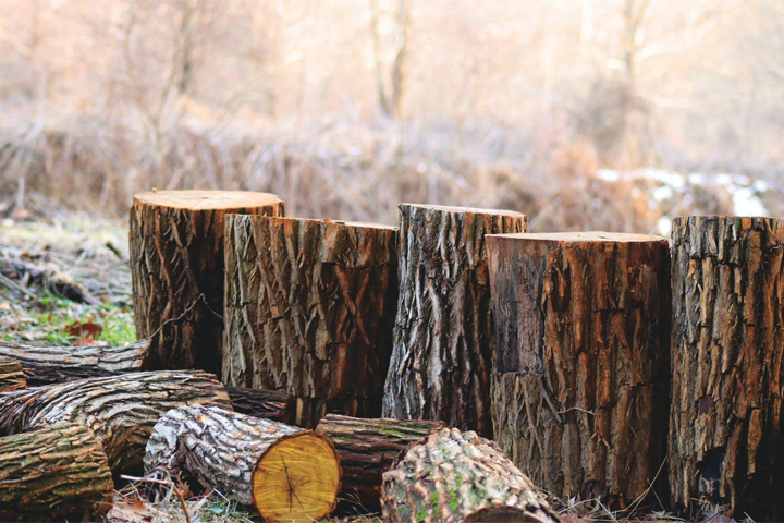 В Хакасии определят запасы древесины, породу и возраст деревьев