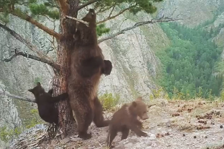 В конфликт с медведицей жителям Хакасии лучше не вступать